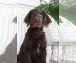 Small Photo #4 Labradoodle Puppy For Sale in ROARING SPRING, PA, USA