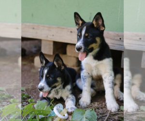 Ausky Puppy for sale in SCOTTSVILLE, VA, USA