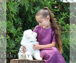 Small #3 Samoyed