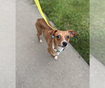 Small #1 Chihuahua Mix
