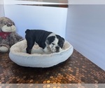 Small #37 Bulldog