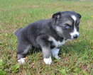 Small Photo #4 Pomsky Puppy For Sale in NEW CARLISLE, OH, USA