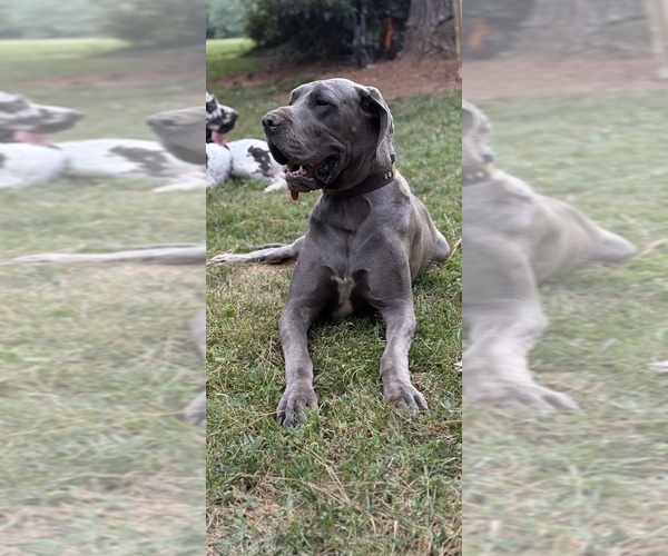 Medium Photo #1 Great Dane Puppy For Sale in GASTONIA, NC, USA