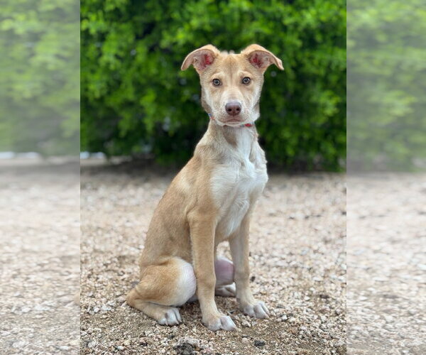 Medium Photo #1 Mutt Puppy For Sale in PIPE CREEK, TX, USA