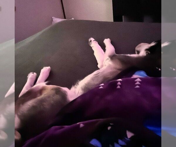 Medium Photo #9 Siberian Husky-Unknown Mix Puppy For Sale in Fargo, ND, USA