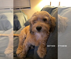 MATTHEW - Male Cockapoo (Toy) Dog for Adoption - Photo #4