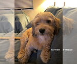 Small Photo #4 Cockapoo (Toy) Puppy For Sale in Woodland Hills, CA, USA