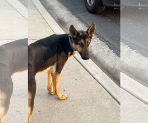 Berlin - Male German Shepherd Dog Dog for Adoption - Photo #5