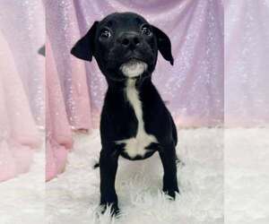 American Pit Bull Terrier-Unknown Mix Dogs for adoption in Clarkesville, GA, USA
