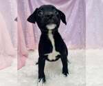 Small American Pit Bull Terrier Mix