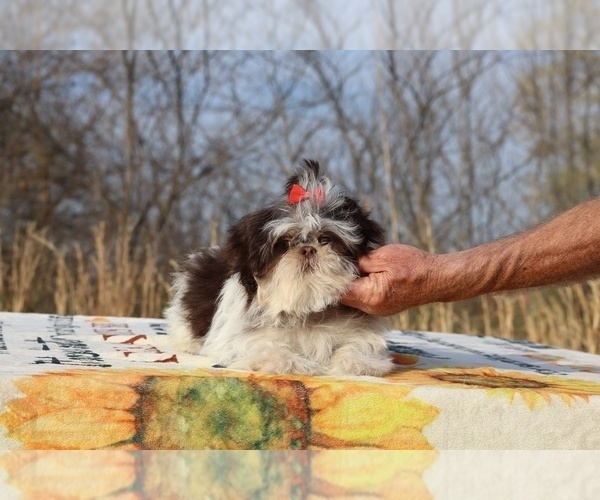 Medium Photo #2 Shih Tzu Puppy For Sale in DYERSBURG, TN, USA