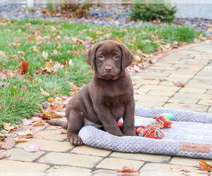 Labrador Retriever Puppy for sale in SYRACUSE, IN, USA