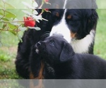 Small #2 Bernese Mountain Dog-Labrador Retriever Mix