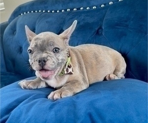 French Bulldog Puppy for sale in CINCINNATI, OH, USA