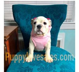 English Bulldog Puppy for sale in CRANSTON, RI, USA