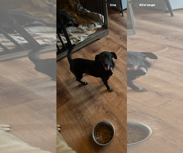 Medium Photo #1 Mutt Puppy For Sale in Jackson Township, NJ, USA