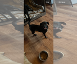 Small Mutt