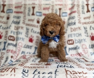 Cockapoo (Miniature) Puppy for sale in LAKELAND, FL, USA