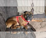 Small French Bulldog