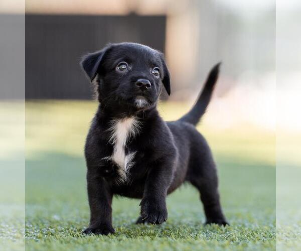 Medium Photo #3 Dachshund-Unknown Mix Puppy For Sale in San Diego, CA, USA