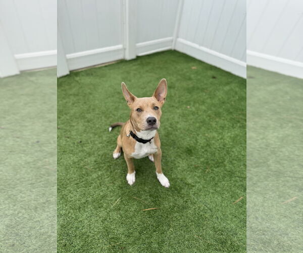 Medium Photo #14 Carolina Dog-Unknown Mix Puppy For Sale in Derwood, MD, USA