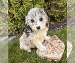 Small #1 Cockapoo
