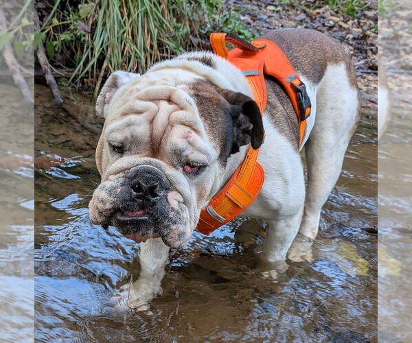 Medium Photo #11 Bulldog Puppy For Sale in Vail, AZ, USA