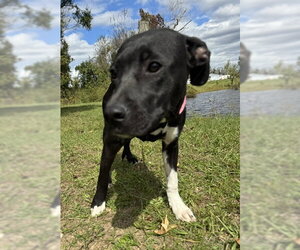 Molly - Female Mutt Dog for Adoption - Photo #5