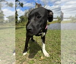 Small Photo #5 Mutt Puppy For Sale in Tarrytown, GA, USA