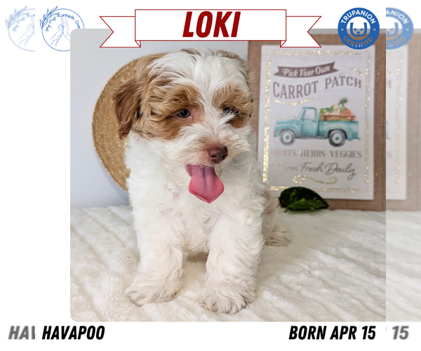 Medium Photo #14 Poovanese Puppy For Sale in GOSHEN, IN, USA
