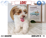 Small #13 Poovanese