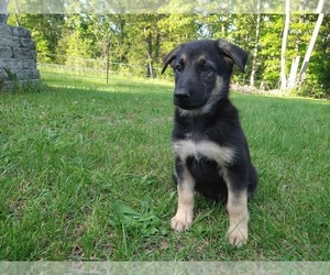 German Shepherd Dog Puppy for sale in DRURY, MO, USA