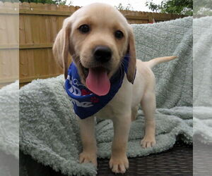 Labrador Retriever Dogs for adoption in Grovertown, IN, USA