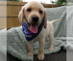 Small Labrador Retriever
