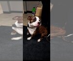 Small Photo #2 American Bulldog-American Staffordshire Terrier Mix Puppy For Sale in Pierceton , IN, USA