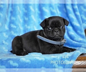 Jug-Pug Mix Puppy for sale in LIBERTY, KY, USA