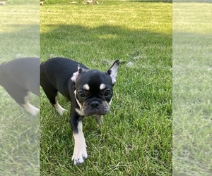 French Bulldog Puppy for sale in OSWEGO, IL, USA
