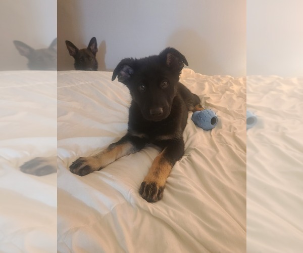 Medium Photo #3 German Shepherd Dog Puppy For Sale in MONTREAL, MO, USA