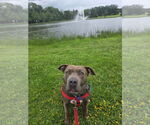 Small #58 American Staffordshire Terrier