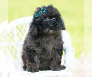 Medium Poodle (Miniature)