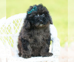 Puppy Bowie AKC Poodle (Miniature)