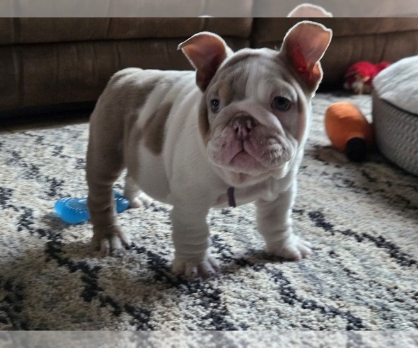 Medium Photo #5 English Bulldog Puppy For Sale in SACRAMENTO, CA, USA