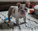 Small #4 English Bulldog