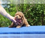 Small #22 Poodle (Toy)