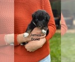 Small #1 Australian Shepherd