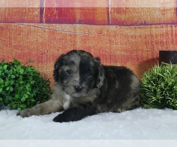 Medium Photo #1 Aussiedoodle Miniature  Puppy For Sale in TOPEKA, IN, USA
