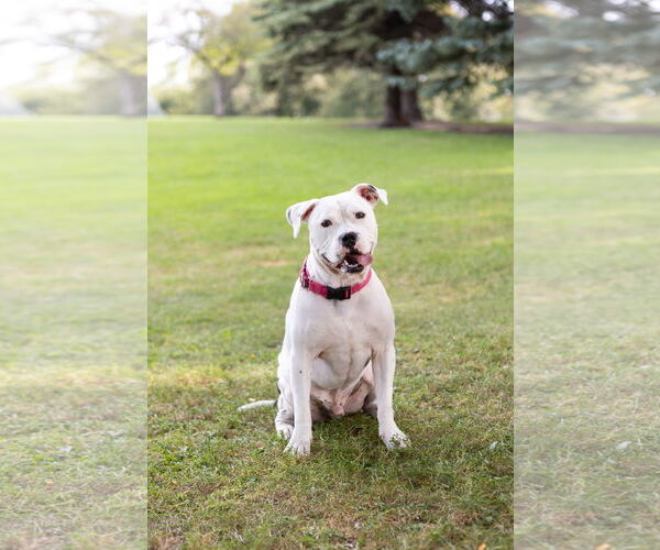 Medium Photo #13 American Pit Bull Terrier-Unknown Mix Puppy For Sale in Crete, IL, USA