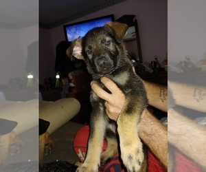 German Shepherd Dog Puppy for sale in AKRON, NY, USA