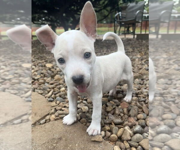 Medium Photo #15 Bullboxer Pit Puppy For Sale in OKLAHOMA CITY, OK, USA