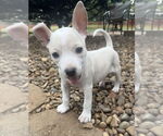 Small #14 Bullboxer Pit